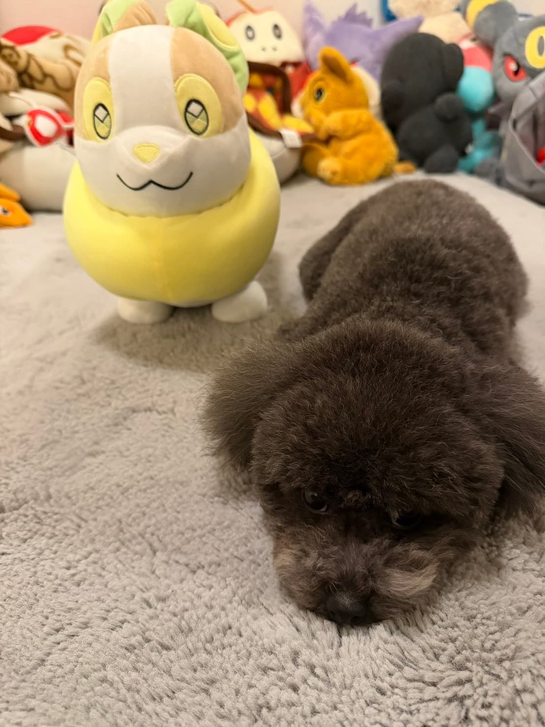 テストサロン2 - 小牧市のトリミングサロン