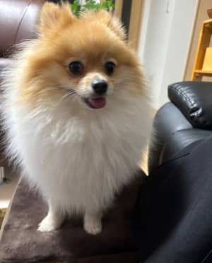 ふわふわなトリミングスタイルのサンプル