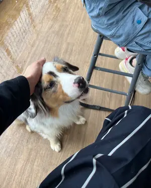 かわいいなトリミングスタイルのサンプル