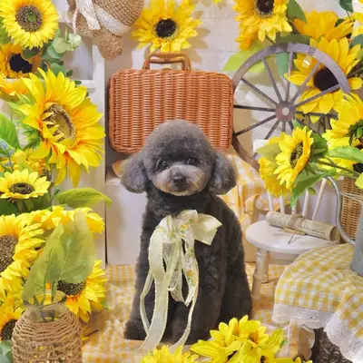 トイプードルのトリミング写真サンプル