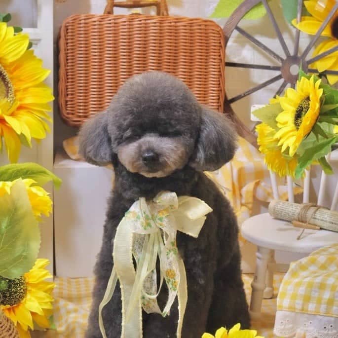 じるちゃん７月のトリミング (2/3)