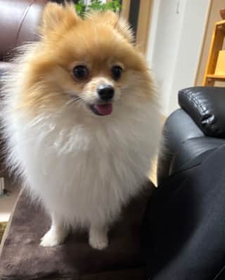 もこもこのキツネ系わんちゃん